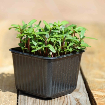 Tagete Rosa Microgreens in un vassoio.jpg