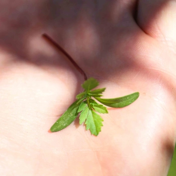 Tagete rosa microgreens foglie.jpg