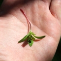 Tagete Rosa Microgreens sulla mano