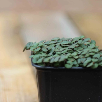 Perilla Shiso Rosso Microgreens Semi