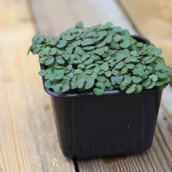 Perilla Shiso Rosso Semi Microgreens