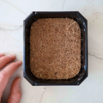 Cocco per la coltivazione dei microgreens