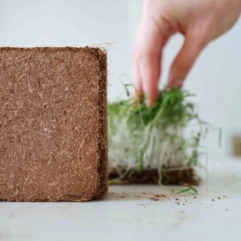 Cocco per la coltivazione di microgreens-7464.jpg