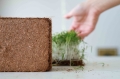 Cocco per la coltivazione di microgreens-7469.jpg