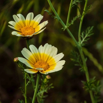 Shungiku fiori edibili.jpg