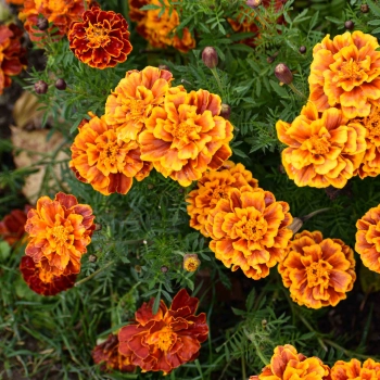 Tagete fiori edibili.jpg