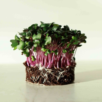 Cavolo-ross-micro-greens-semi.jpg