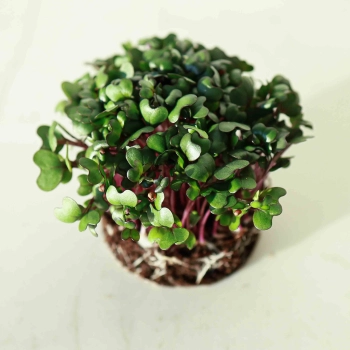 Cavolo-Rosso-Microgreens.jpg
