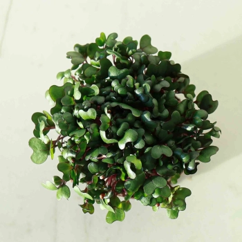 Microgreens-Cavolo-Rosso-Semi.jpg