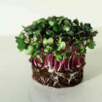 Cavolo,Rosso-Microgreens-semi.jpg