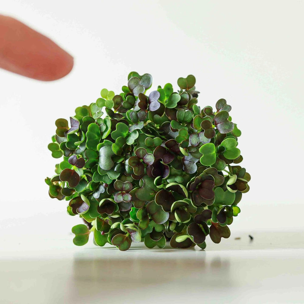 Pak Choi Rosso Microgreens