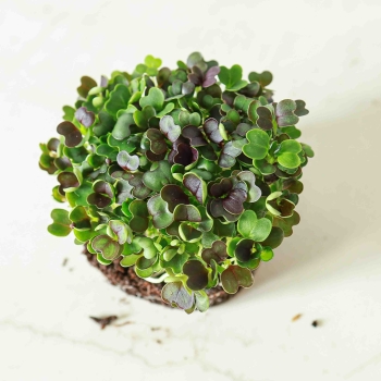PakChoi Rosso microgreens