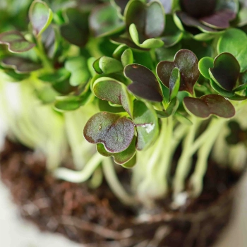 PakChoi Rosso microgreens zoom