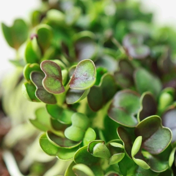 Red Pak Choi Microgreens