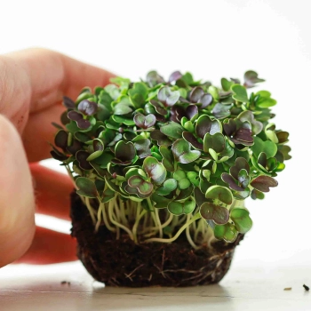 PakChoi Rosso semi micro ortaggi