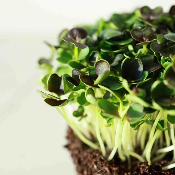 Micro PakChoi Rosso Microgreens semi