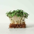 Semi Microgreens Senape Bianco.jpg