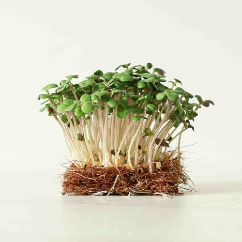 Senape-bianca-semi-microgreens-6819.jpg