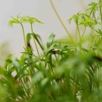 Finocchio Microgreens.jpg