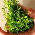 Carota-Micro-greens-semi-7075.jpg