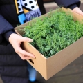Scatola-di-trasporto-per-microgreens.jpg