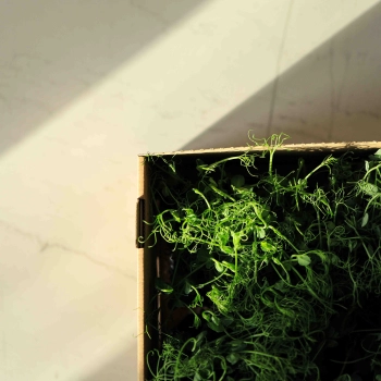 scatola-di-consegna-per-microgreens.jpg
