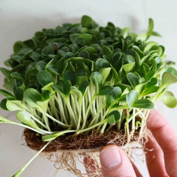 Semi per la coltivazione microgreens di cardo mariano