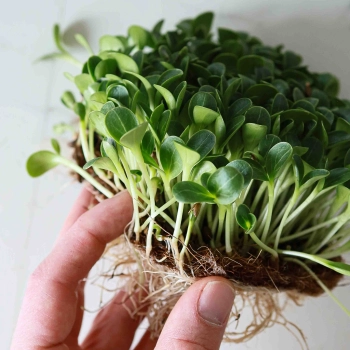 Semi di microgreens di cardo mariano completamente coltivati