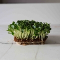 Semi di cardo mariano di Silybum per la coltivazione di microgreens