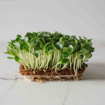 Cardo mariano, semi microgreens
