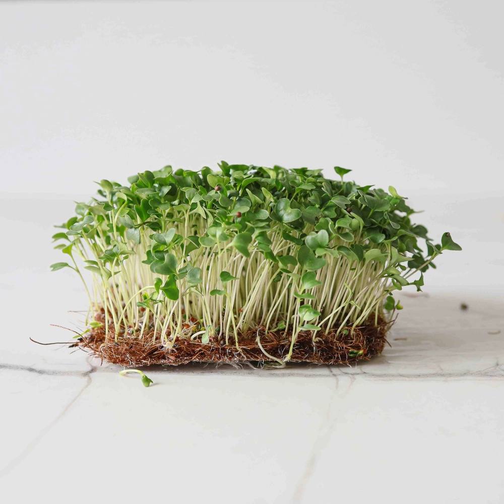 Broccoli Calabrese