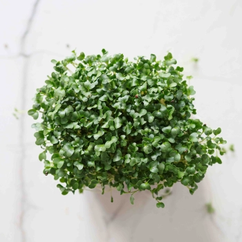 Broccoli Calabrese Microgreens foglie
