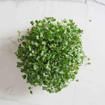 Broccoli Calabrese Microgreens