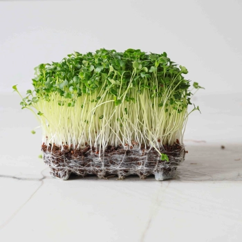 microgreens di cime di rapa-9498.jpg