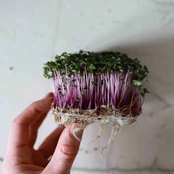 Cavolo rosso Microgreens-9589.jpg