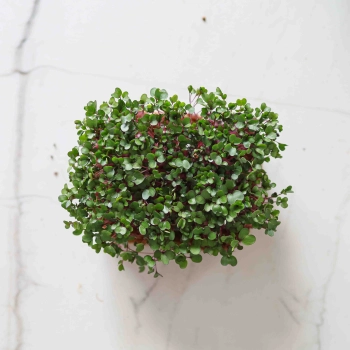 Microgreens di cavolo rosso-9584.jpg