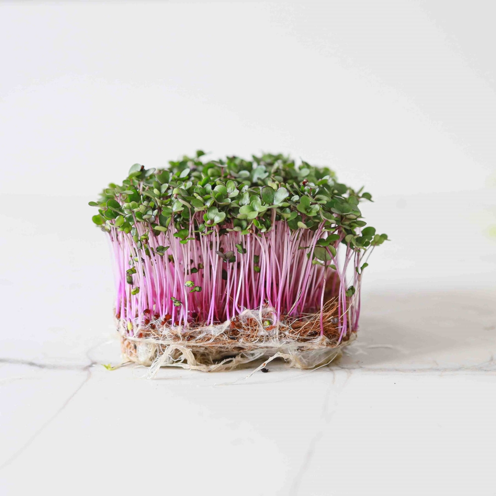 Cavolo Microgreens-9512.jpg