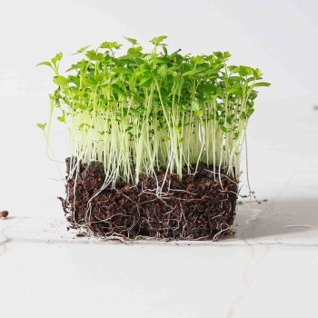 Microgreens di sedano-9531.jpg