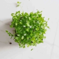Microgreens di sedano-9546.jpg