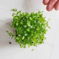 Microgreens di sedano-9549.jpg