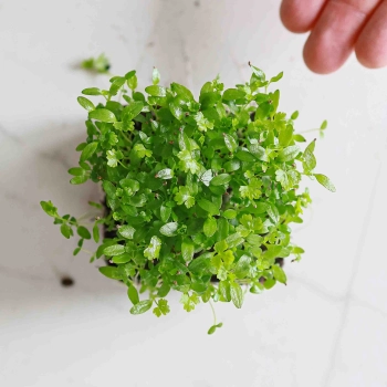 Microgreens di sedano-9549.jpg