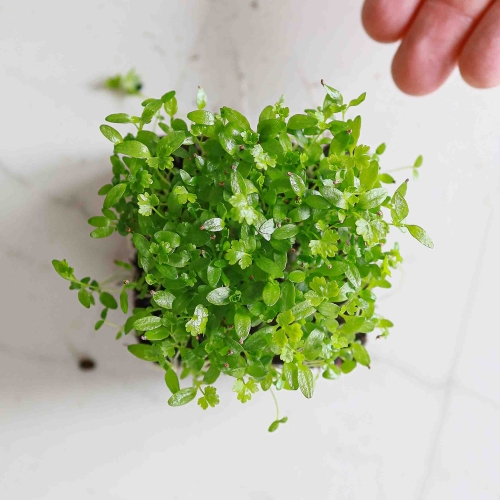 Microgreens di sedano-9549.jpg