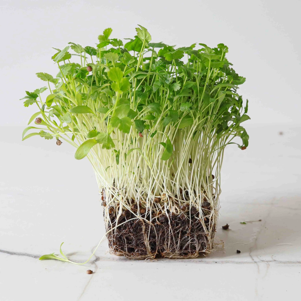 microgreens di coriandolo