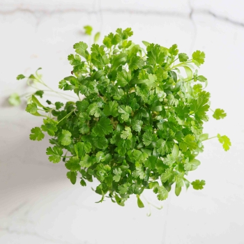 Microgreens di coriandolo