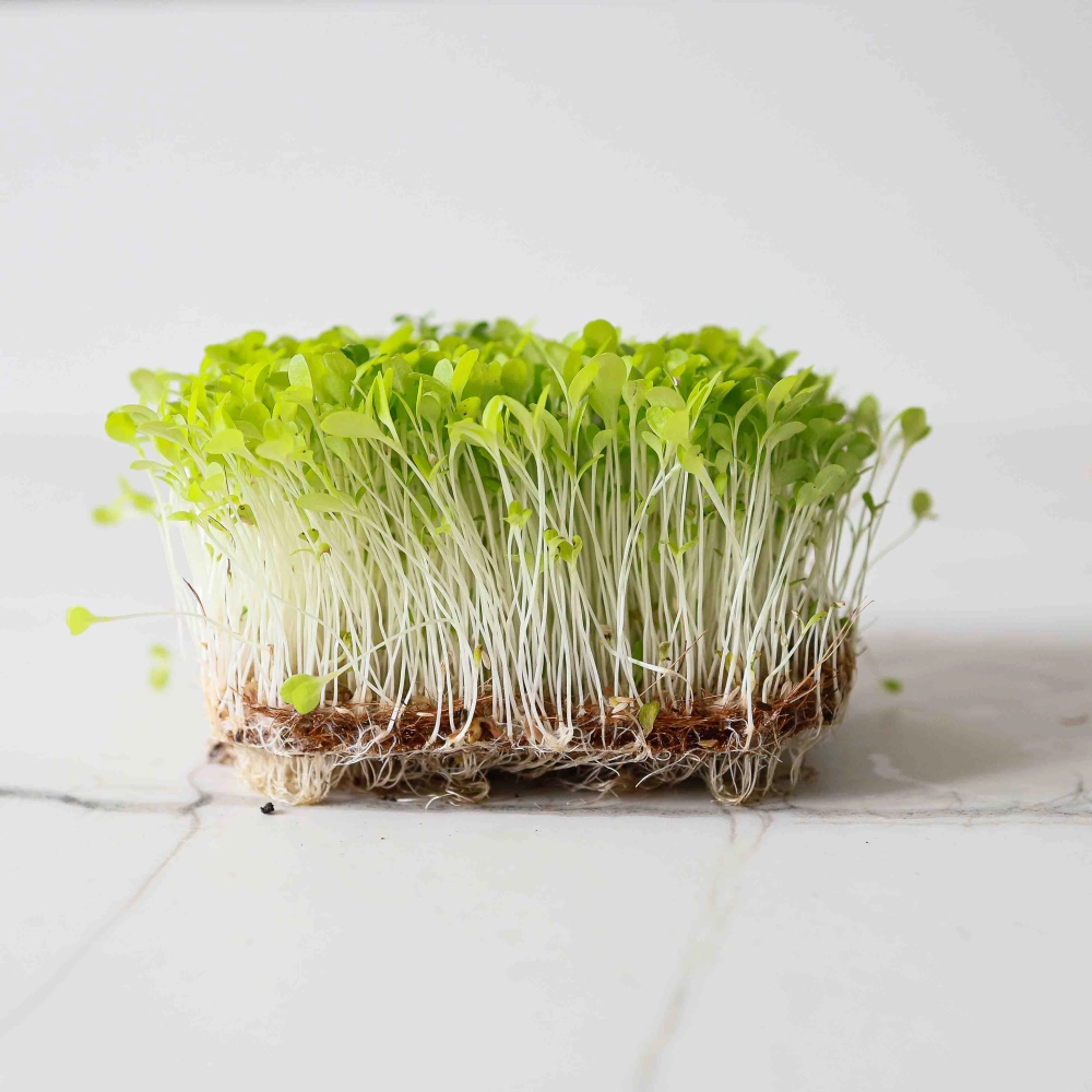 Lattuga microgreens-9509.jpg