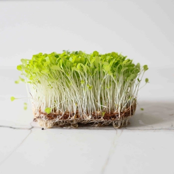 Lattuga microgreens-9509.jpg