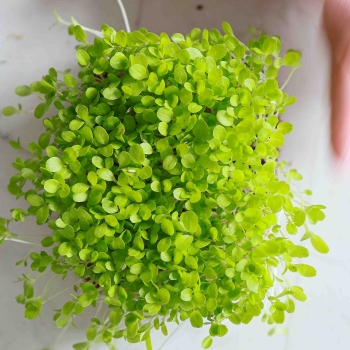 Lattuga Microgreens-9575.jpg
