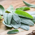 pianta-salvia.jpg