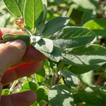 micro-foglie-salvia.jpg