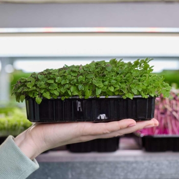 microgreens di limone.jpg